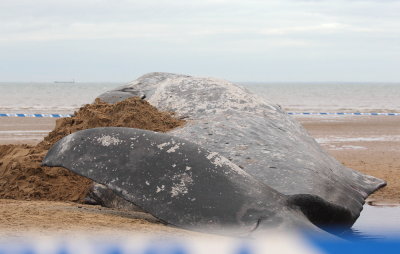 Sperm Whale_Old Hunstanton_05-02-16__LOW5055.JPG