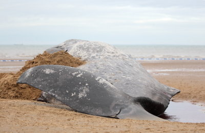 Sperm Whale_Old Hunstanton_05-02-16__LOW5061.JPG