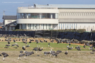 Arasaki crane sanctuary