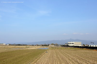 Arasaki crane sanctuary
