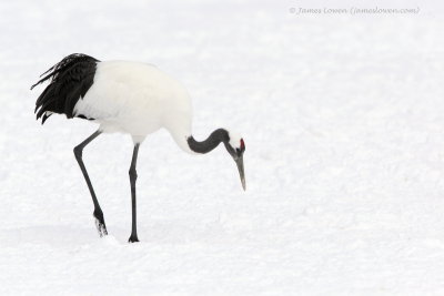 Red-crowned Crane