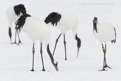 Red-crowned Crane