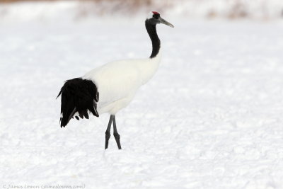 Red-crowned Crane