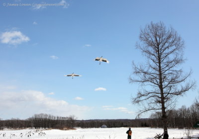 Red-crowned Crane