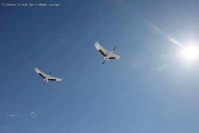 Red-crowned Crane