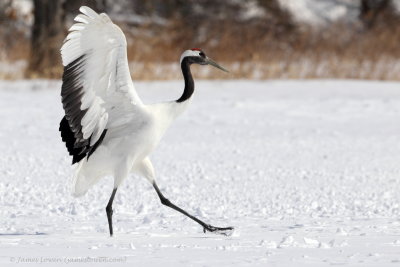 Red-crowned Crane