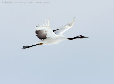 Red-crowned Crane