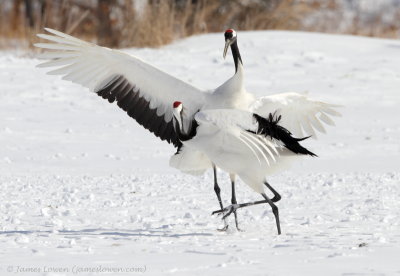 Red-crowned Crane