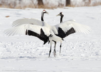 Red-crowned Crane