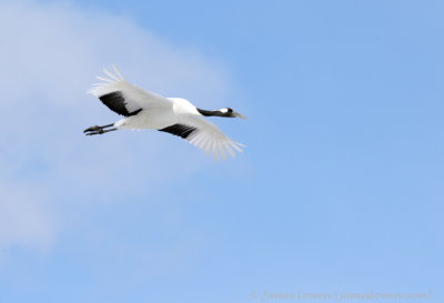 Red-crowned Crane