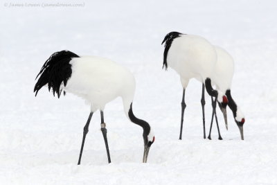 Red-crowned Crane