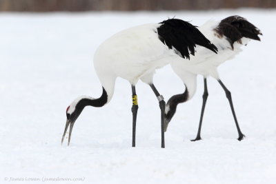 Red-crowned Crane