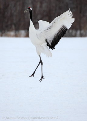 Red-crowned Crane