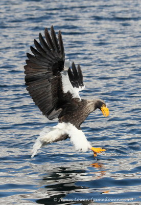 Steller's Sea Eagle_8593