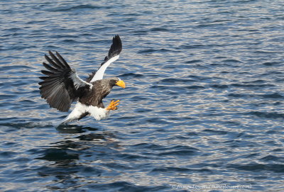 Steller's Sea Eagle_8785
