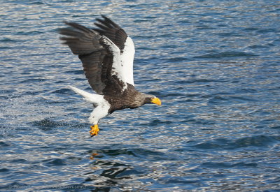 Steller's Sea Eagle_8788