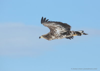 White-tailed Eagle_1900
