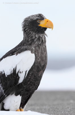 Steller's Sea Eagle_9779