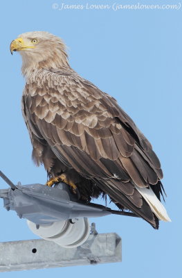 White-tailed Eagle_7316