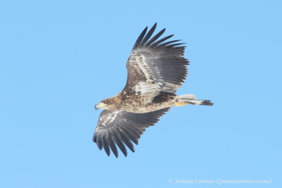 White-tailed Eagle_1685