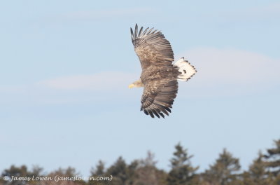 White-tailed Eagle_1746