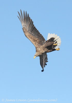 White-tailed Eagle_8424
