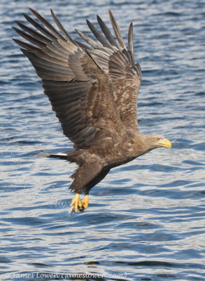 White-tailed Eagle_8655