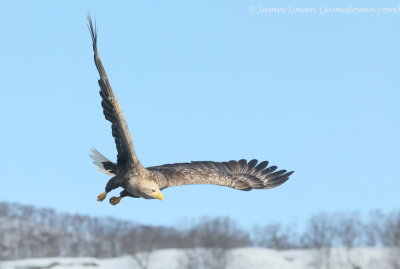 White-tailed Eagle_8933