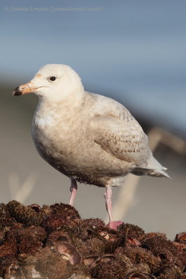 Glaucous Gull_3043