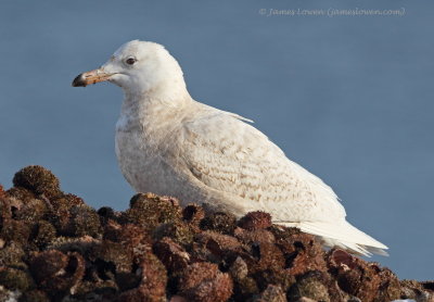 Glaucous Gull_3049