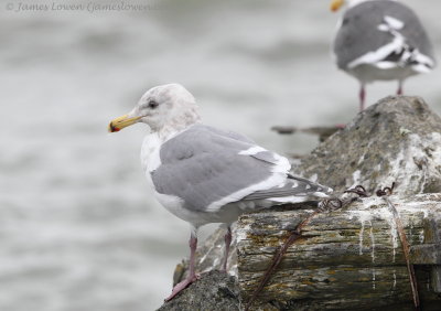 Glaucous-winged Gull_3242