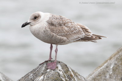 Glaucous-winged Gull_3249