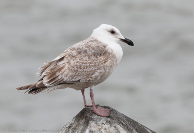 Glaucous-winged Gull_3258