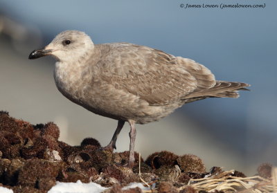 Glaucous-winged Gull_3039