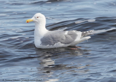 Glaucous-winged Gull_7201