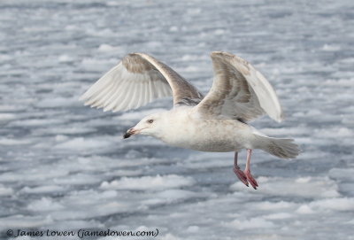 Glaucous Gull_9395