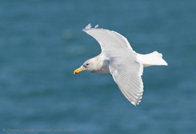 Glaucous-winged Gull_2334