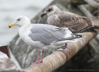 Glaucous-winged Gull_3254