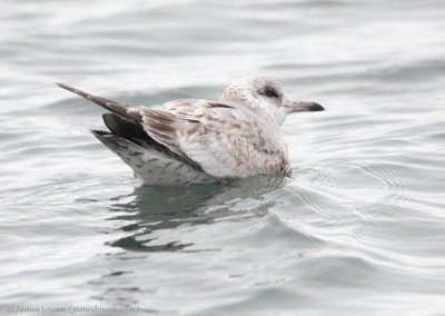 Kamchatka Gull