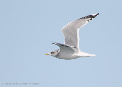 Kamchatka Gull