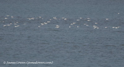 Saunders's Gull at Uki