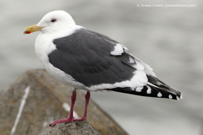 Slaty-backed Gull_3239