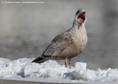 Slaty-backed Gull_7954