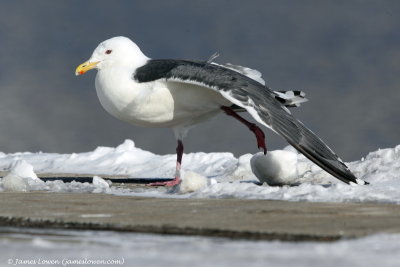 Slaty-backed Gull_7972