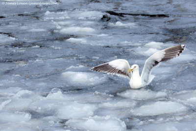 Slaty-backed Gull_9403