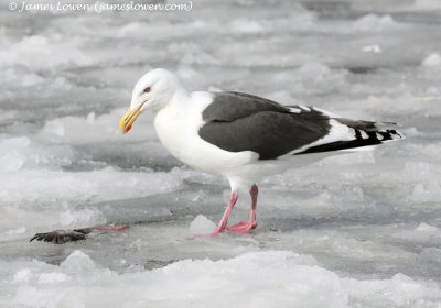 Slaty-backed Gull_9465