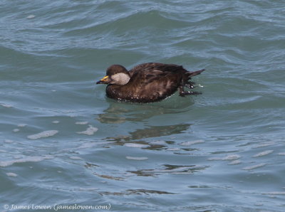 Black Scoter