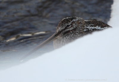 Solitary Snipe