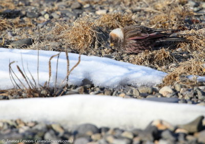 Asian Rosyfinch
