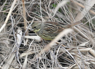 Black-faced Bunting